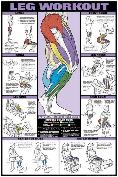 Leg Workout - Lunge Squat Curl Raise Press Exercise Gym