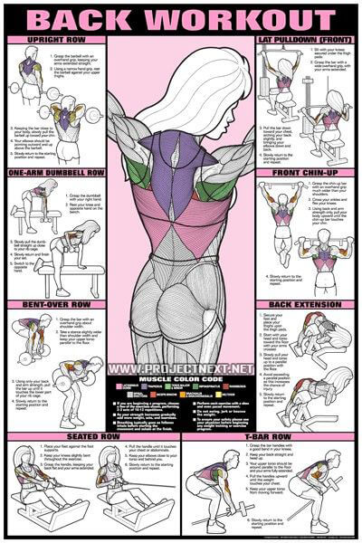 Back Workout for Women - T-Bar Seated Row Dumbbell Exercise Gym