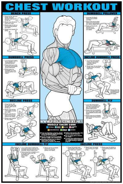 Chest Workout - Bench Press Fly Barbbell Dumbbell Exercise Gym