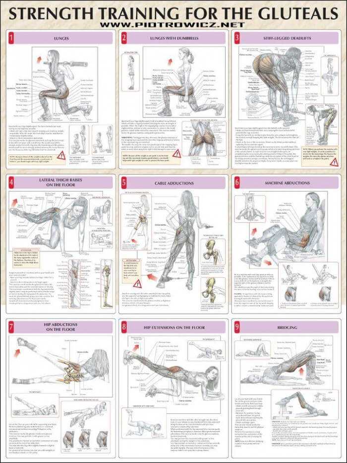 Strength Training For The Gluteals - Fitness Exercise Health Gym
