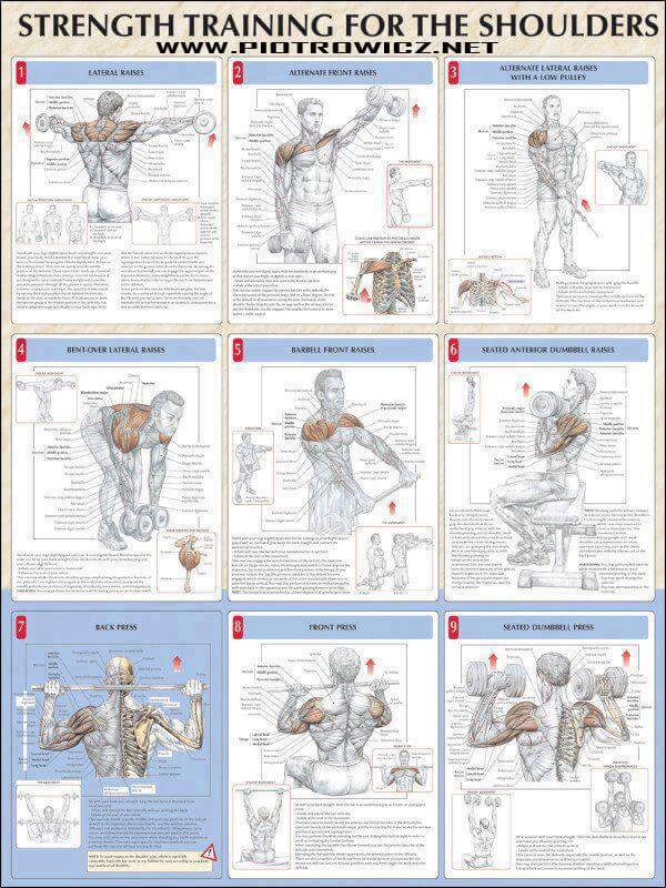 Strength Training For The Shoulders - Fitness Exercise Gym