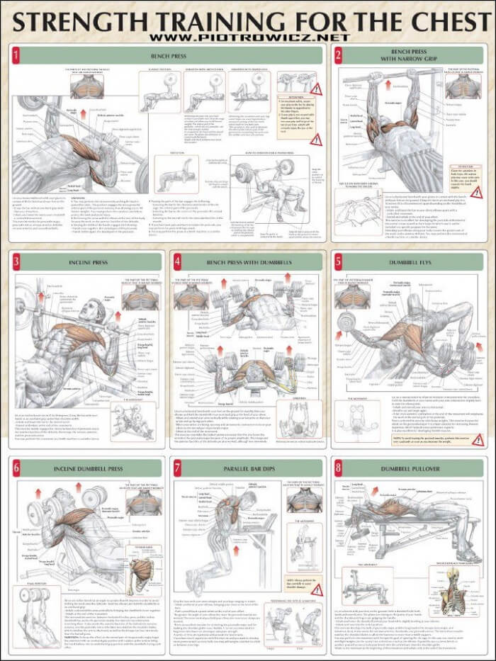 Strength Training For The Chest - Fitness Healthy Exercise Gym