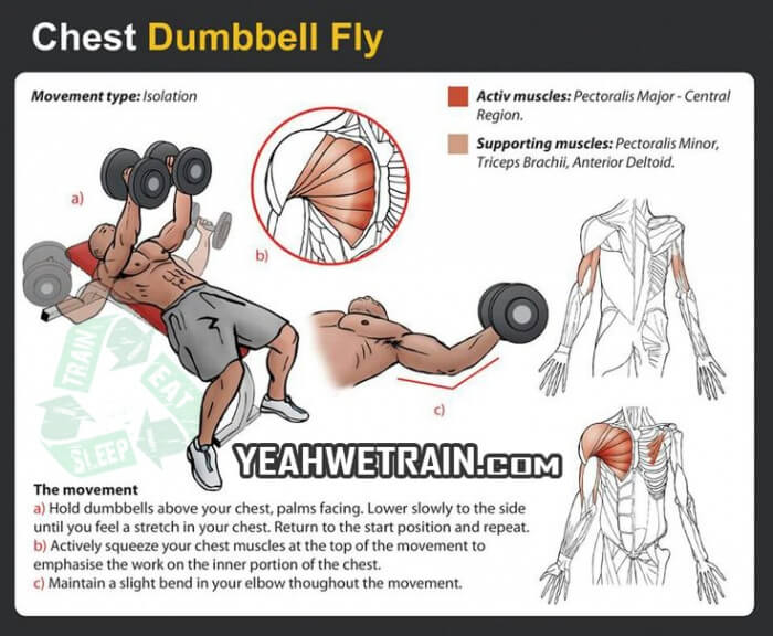 Chest Dumbbell Fly - Fitness Exercise Healthy Sixpack Gym