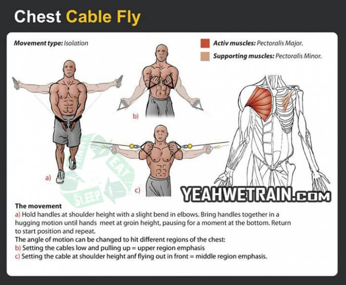 Chest Cable Fly - Fitness Exercise Healthy Sixpack Gym