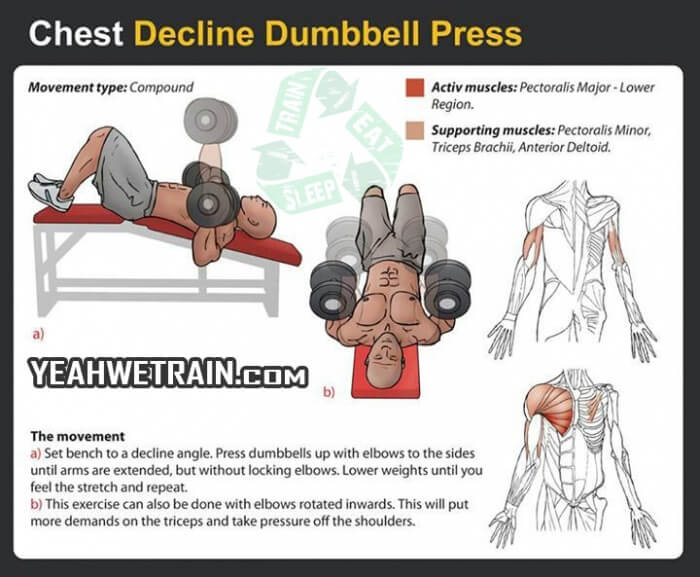 Chest Decline Dumbbell Press - Fitness Exercise Sixpack Gym