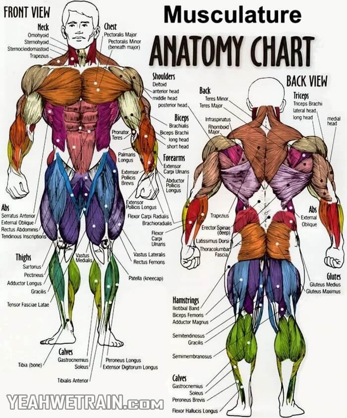 Musculature Anatomy Chart - Abs Sixpack Crunch Exercise Gym
