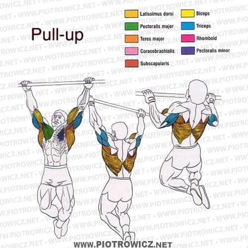 Pull-Up Exercise - Latissimus Triceps Biceps Workout Gym Healthy