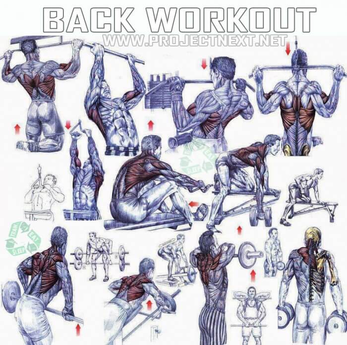 Back Workout - Healthy Fitness Exercises Gym Bicep Tricep