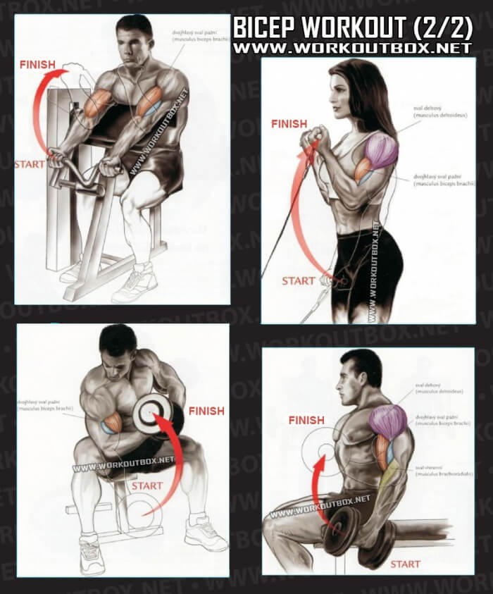 Bicep Workout Part 2 - Healthy Fitness Exercises Gym Low Tricep