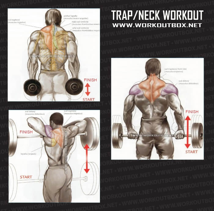 Trap Neck Workout - Healthy Fitness Exercises Gym Low Body