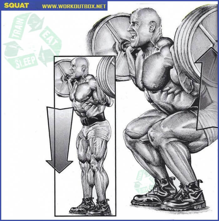 Leg Exercises - Squat - Fitness Workouts Butt Calves Healthy