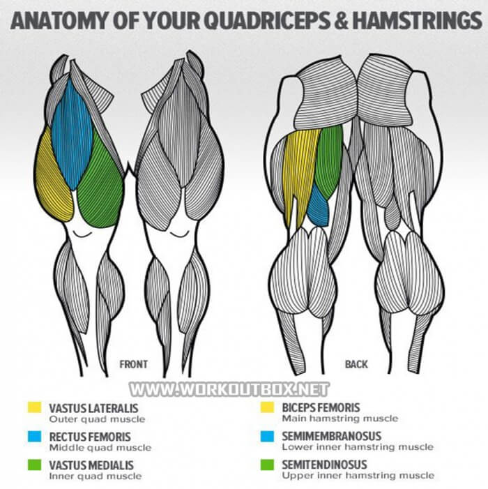 Anatomy Of Your Quadriceps & Hamstrings - Fitness Bodybuidling
