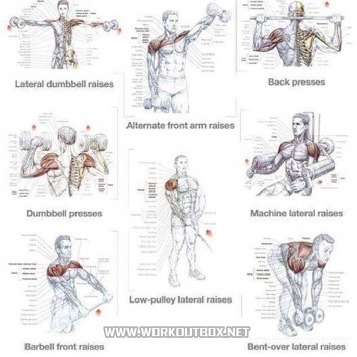 Shoulder Training Exercises - Healthy Fitness Workout Tips Gym