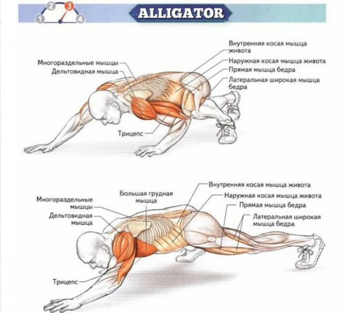 Alligator Sixpack Exercises - Healthy Ab Fitness Training Tips