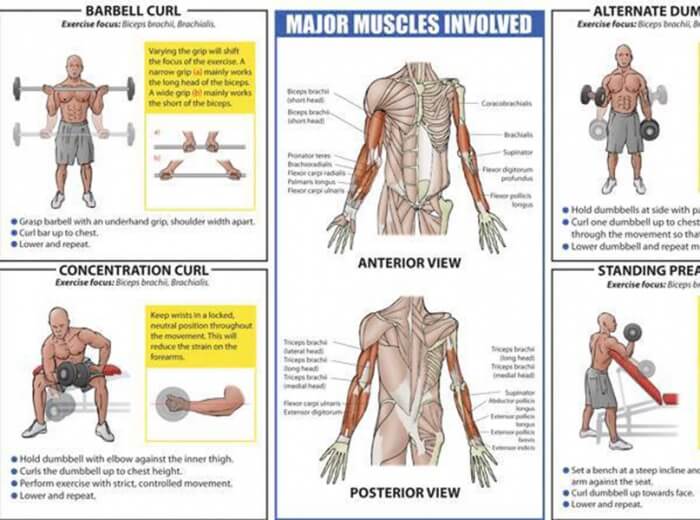 Biceps Curl For Big Arm - Healthy Fitness Training Routine Fit