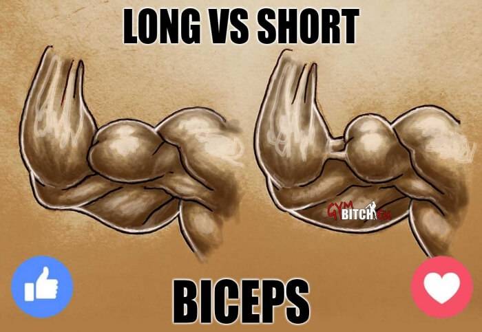 Long vs Short? Which Is Your Biceps Type? Strong vs Fast