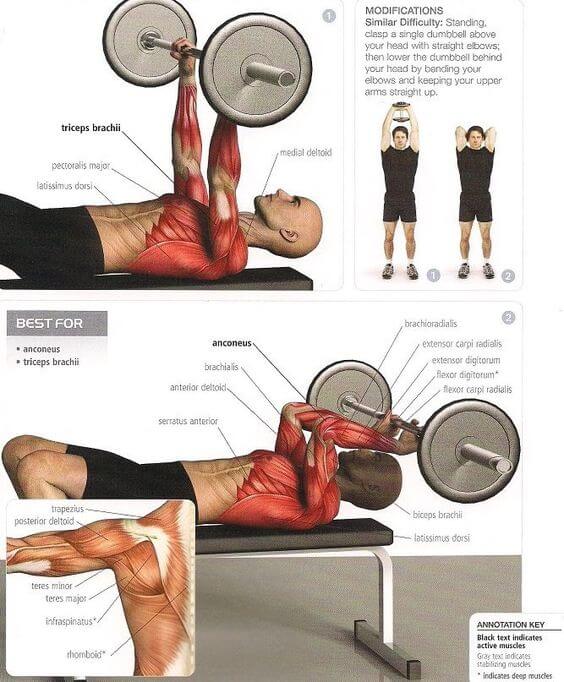 Triceps Exercises & Triceps Workouts Arms Back Training Forearms