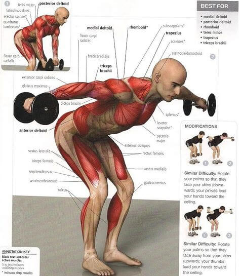 Back Shoulder Exercises - Healthy Fitness Upper Body Front Extrem