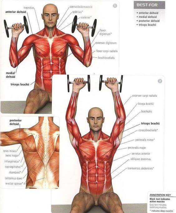 Shoulder Press Extrem - Healthy Fitness Workout Training Body