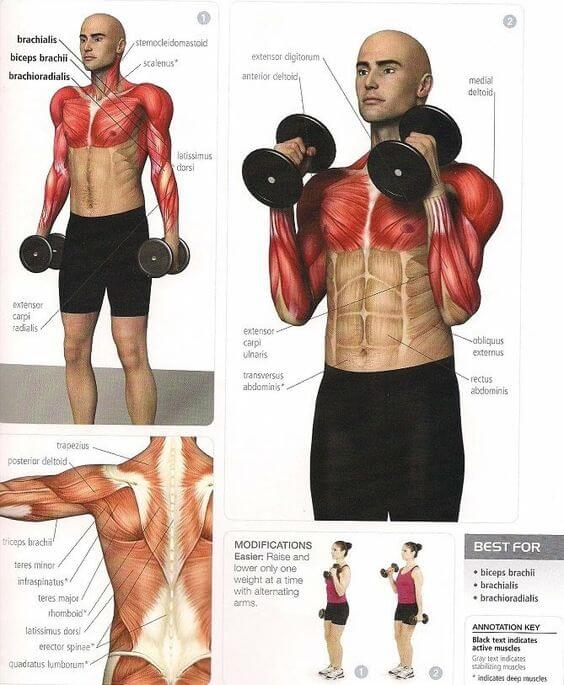 Biceps Exercises - Healthy Fitness Workout Training Arms Bicep