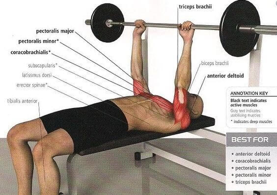 Bench Press Best Chest Fitness Exercises - Healthy Fitness Plan