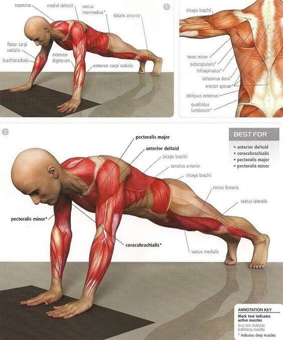 Push Ups Best Chest Fitness Exercises - Healthy Fitness Plans