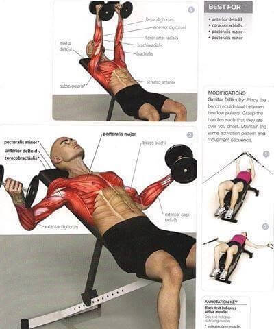 Dumbbell Press Chest Fitness Exercises - Healthy Fitness Plans