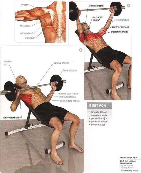 Barbell Press Chest Fitness Exercises - Healthy Fitness Plans