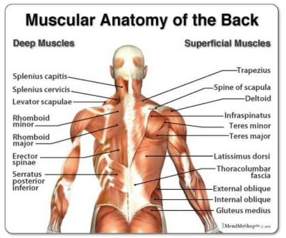 Muscular Anatomy Of The Back - Healthy Fitness Muscle Plan Train