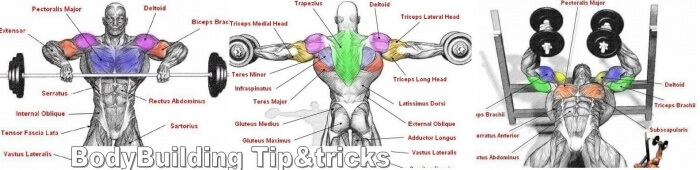 Best Bodybuilding Tips and Tricks. Check Out Now And Training !
