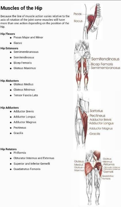 Muscle Of The Hip ! Healthy Fitness Flexors Extensors Abductors 