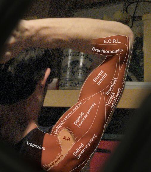 All Arm Muscles Anatomy ! Healthy Fitness Biceps Triceps Traps 