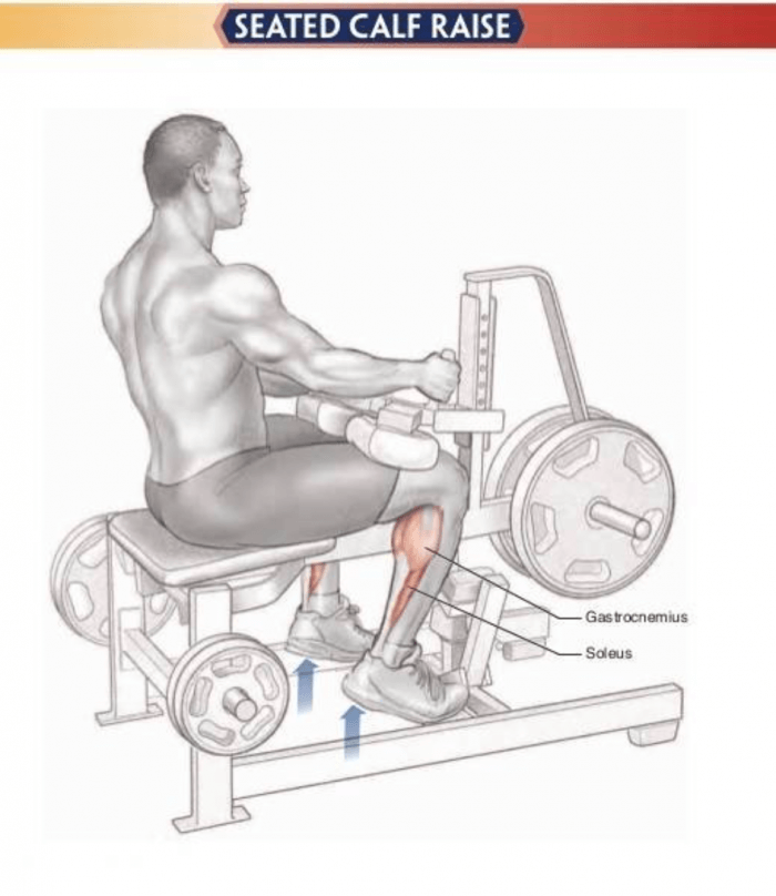Seated Calf Raise - Healthy Fitness Leg Training Exercises