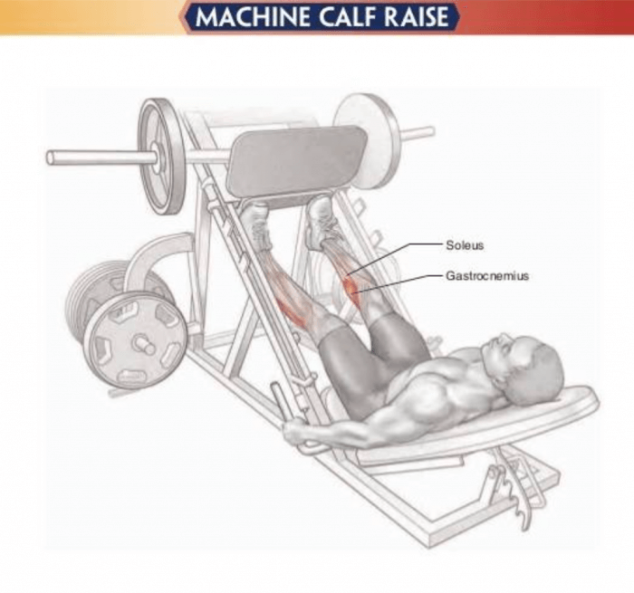 Machine Calf Raise - Healthy Fitness Leg Training Exercises