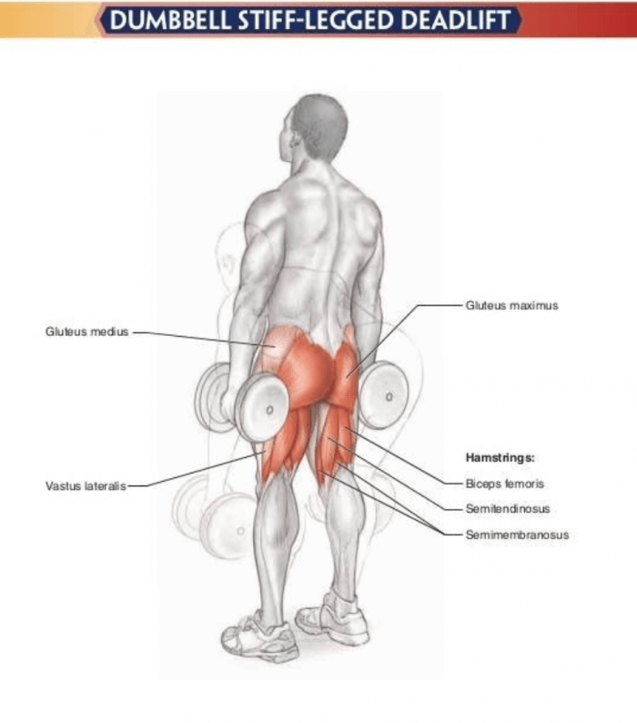 Dumbbell Stiff-Legged Calf Raise - Healthy Fitness Exercises