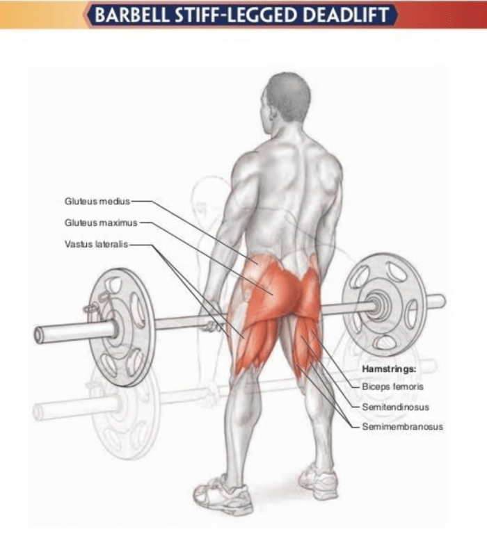 Barbell Stiff-Legged Deadlift - Healthy Fitness Leg Exercises