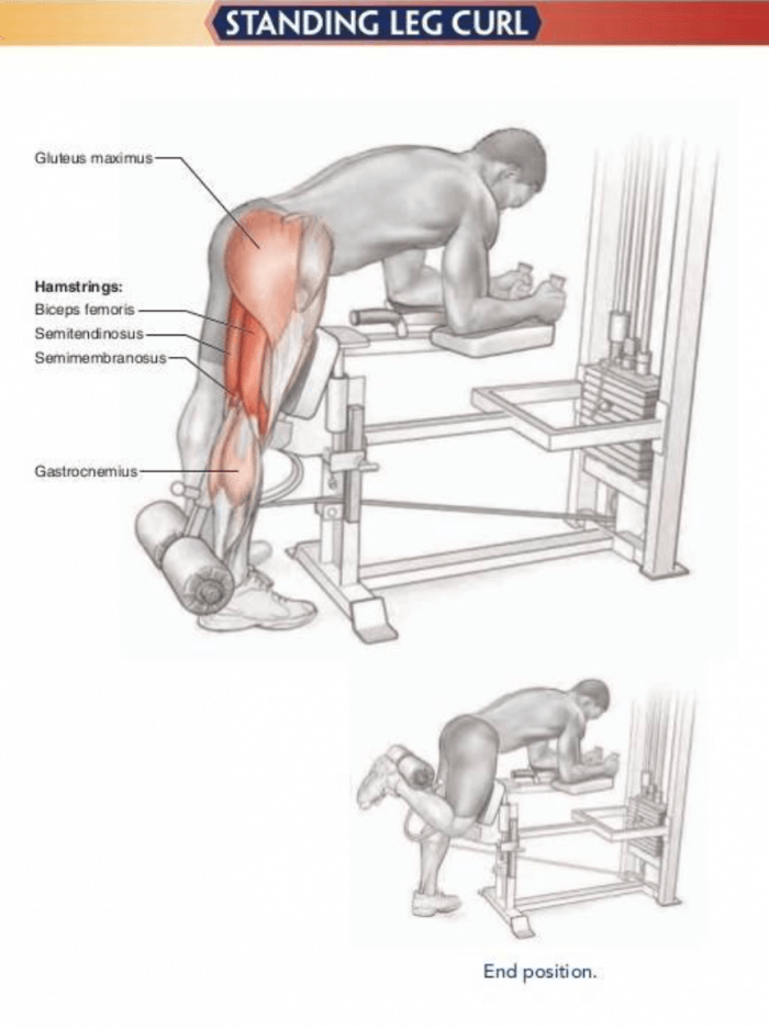 Standing Leg Curl - Healthy Fitness Legs Training Exercises