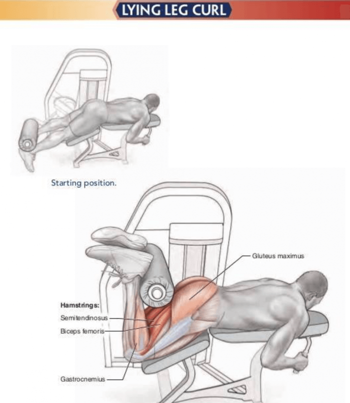 Lying Leg Curl - Healthy Fitness Legs Training Exercises