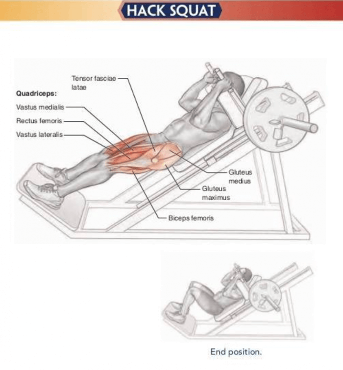 Hack Squat - Healthy Fitness Leg Training Exercises Butt