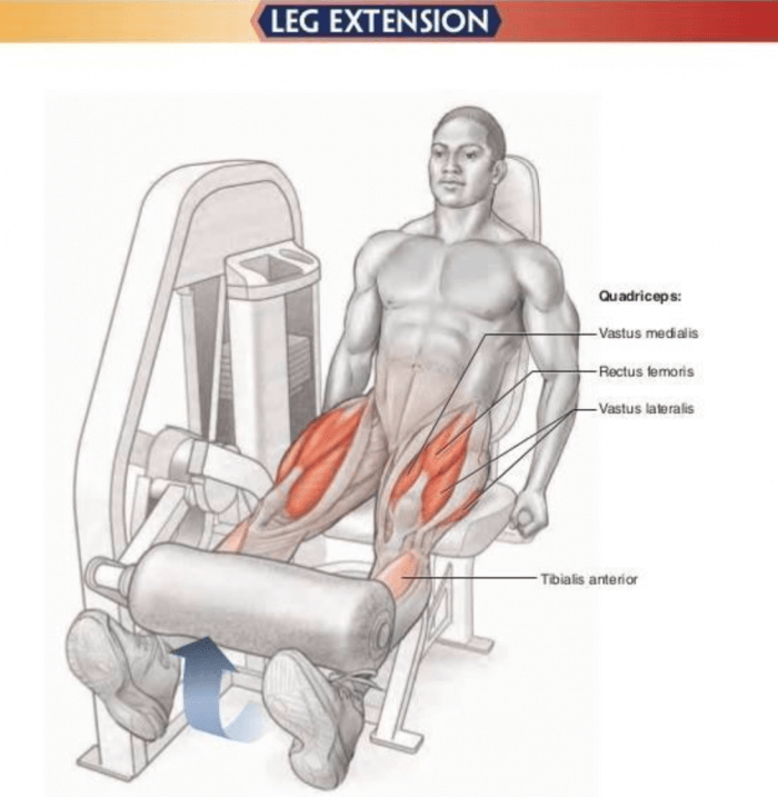 Leg Extension - Healthy Fitness Legs Training Exercises Butt