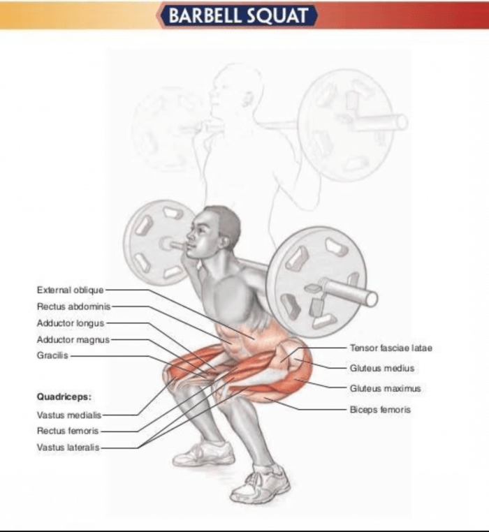 Barbell Squat - Healthy Fitness Legs Training Exercises