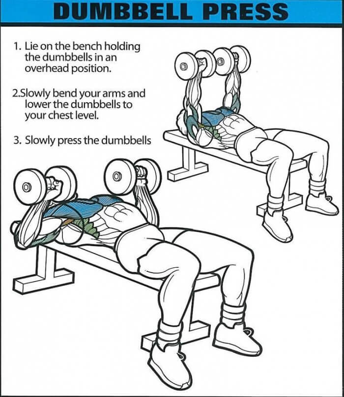 Dumbbell Press - Healthy Fitness Chest Training Exercises Tricep