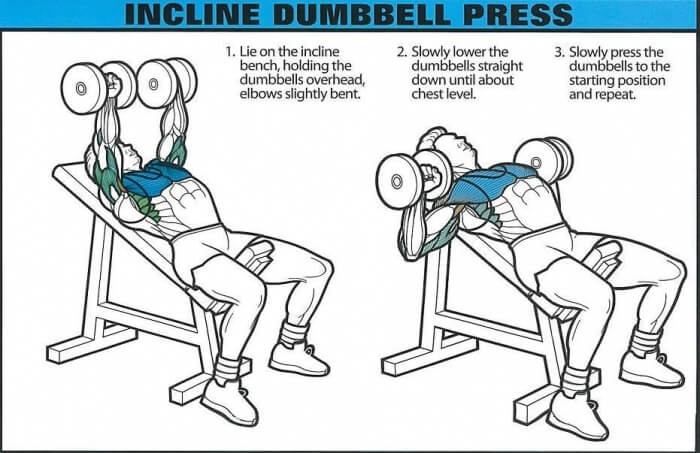 Incline Dumbbell Press - Healthy Fitness Chest Training Exercise