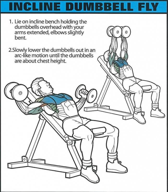 Incline Dumbbell Fly - Healthy Fitness Chest Training Exercise
