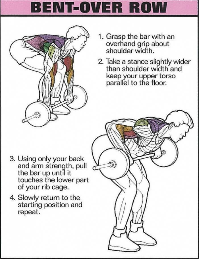 Bent-Over Row - Healthy Fitness Back Training Exercise Core