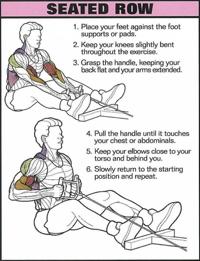 Seated Row - Healthy Fitness Back Training Exercise Arms