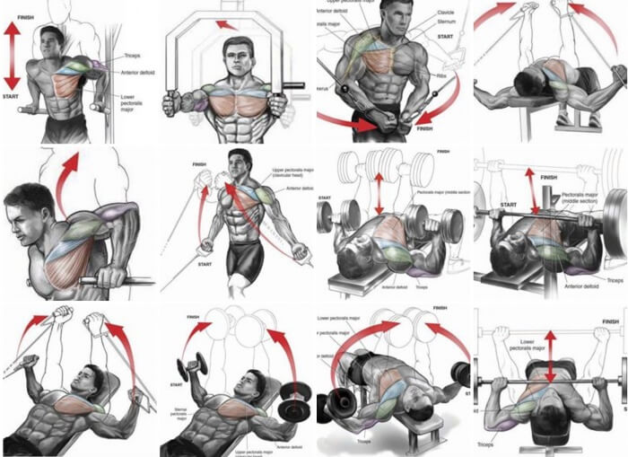 Chest Expert Workout Plan - Healthy Fitness Exercises Training