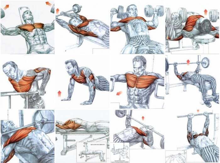 Best Of Chest Exercises - Healthy Fitness Training Plan For Body