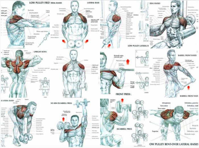 Best Of Shoulder Exercises - Healthy Fitness Training Plan Body