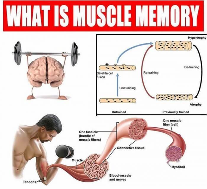 What Is Muscle Memory! Must Read
